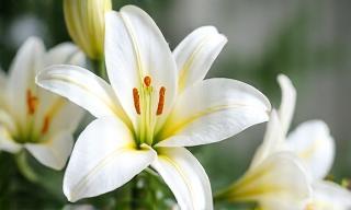 White lilies, a traditional sympathy flower